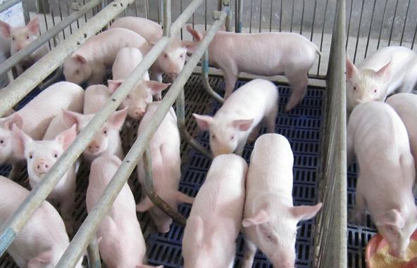 农村小伙靠200赚到2个亿,农村80后小伙回乡创业年入三十万