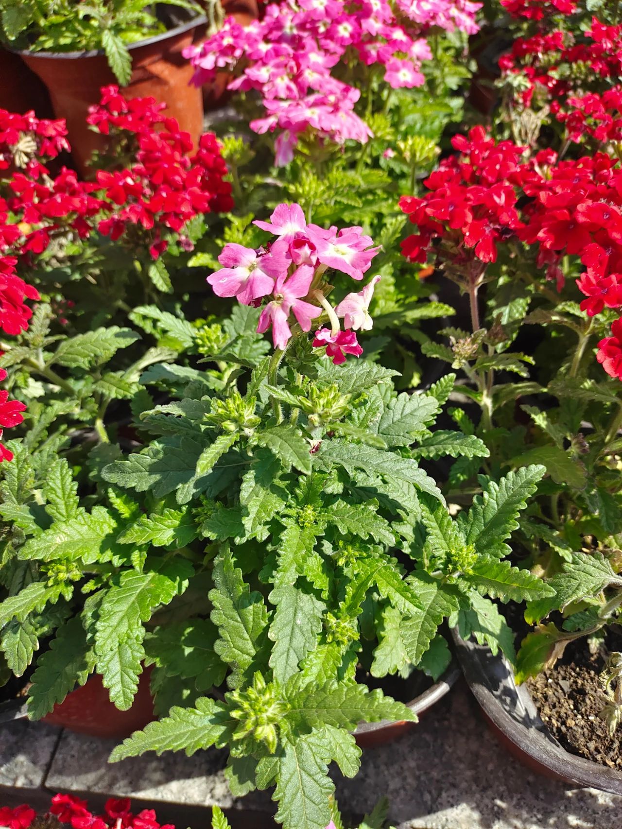 花卉植物冬季如何施肥,植物施肥的方法和注意事项