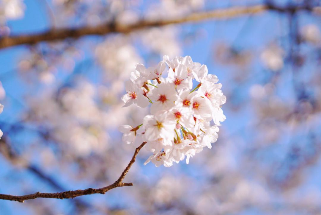 今年日本樱花还能看吗,日本4月底还有樱花看吗