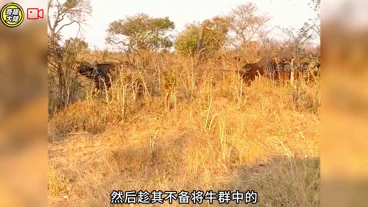 母牛救野牛视频,母牛救小水牛完整视频