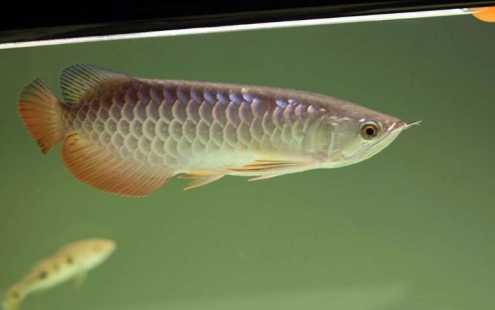 超极品蓝底过背被养成3流街货，最终死亡……