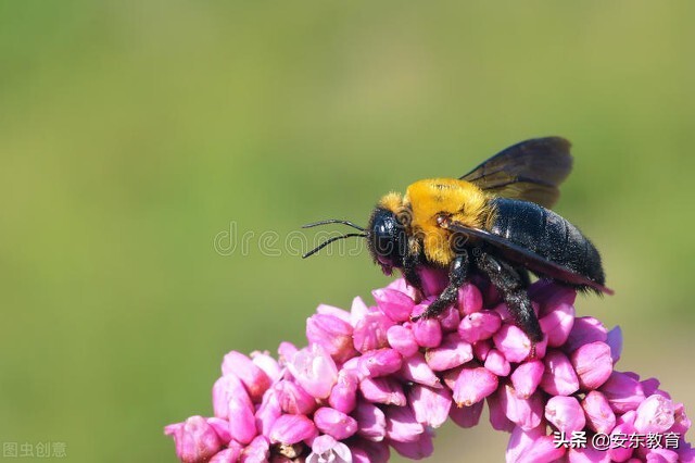 狼尾草的形态特征,狗尾巴草的品种及图片