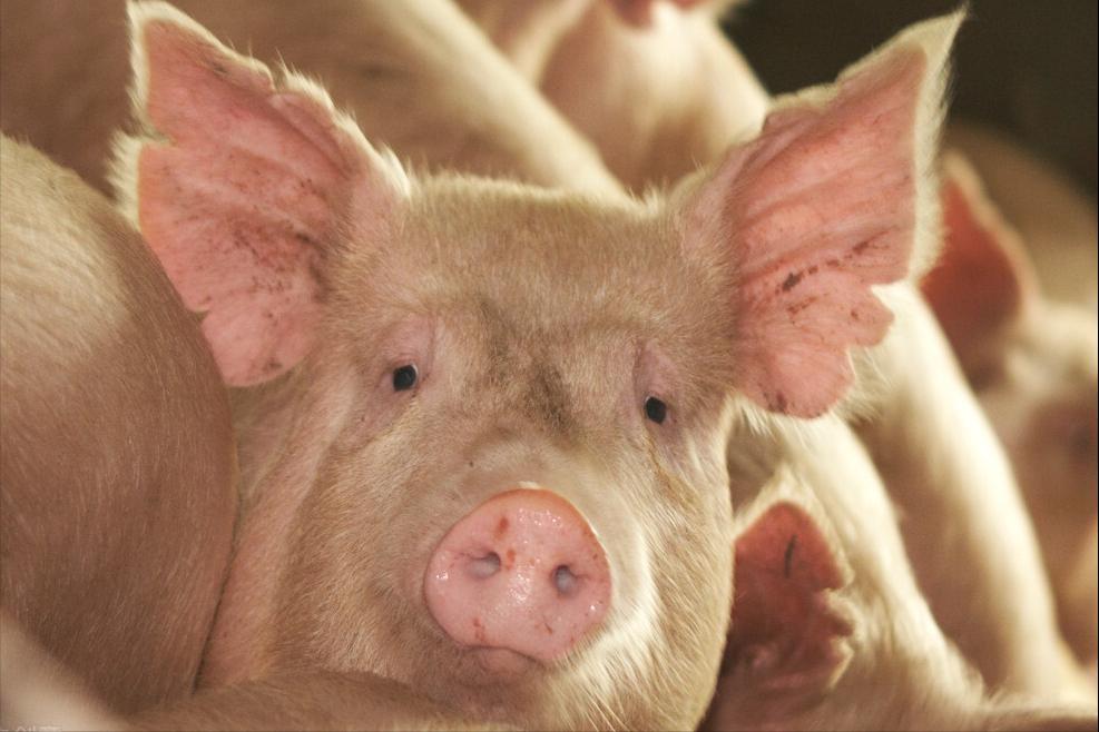 猪体温正常腹式呼吸气喘怎么治疗,猪腹式呼吸怎么治疗