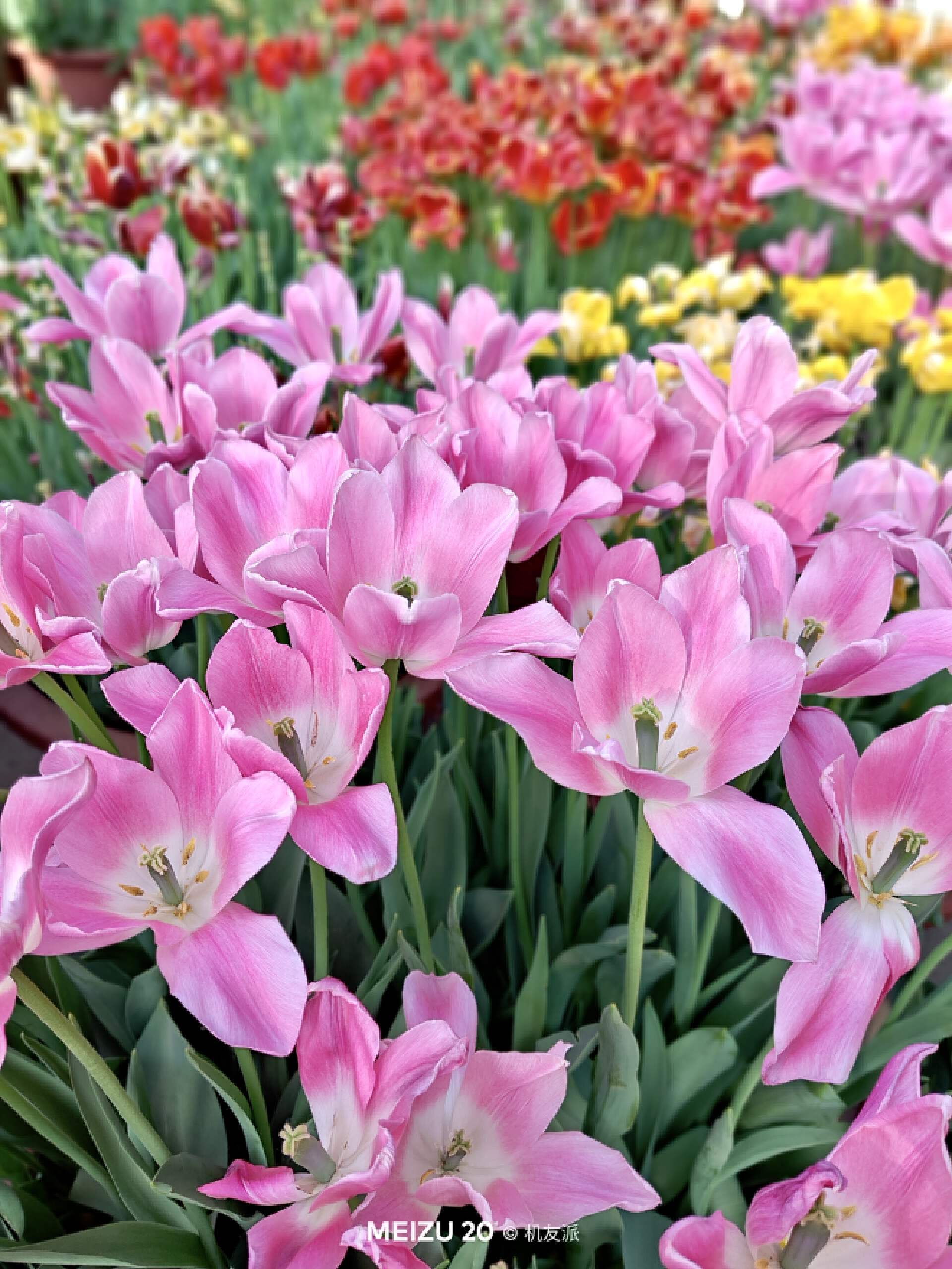 魅族20infinity无界版ppi,说说你们用魅族20手机的真实感受