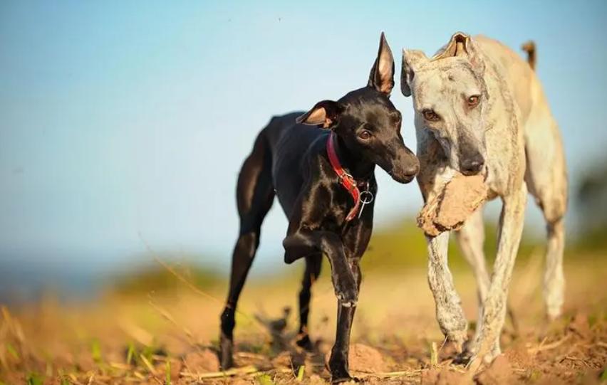 灵缇犬的性格有哪些,像猫一样的狗