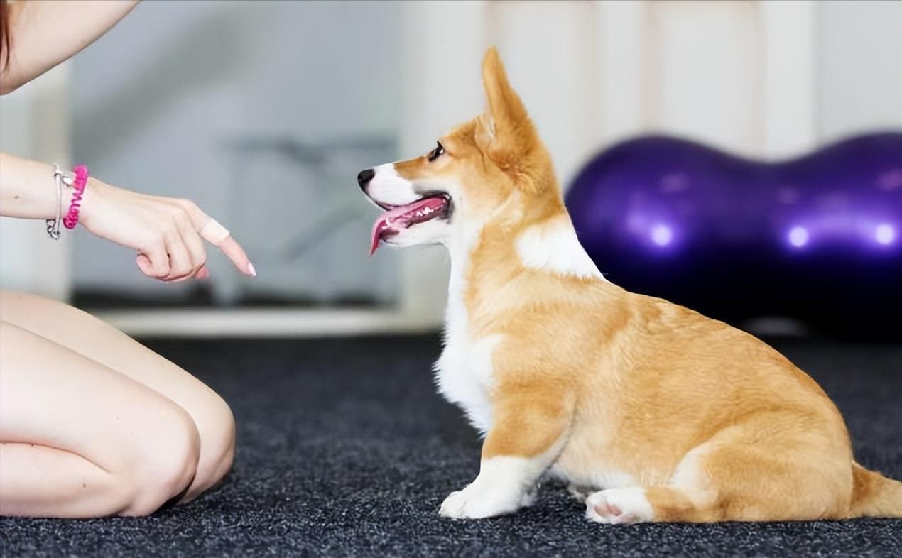 短腿柯基优点缺点,柯基的优点和缺点