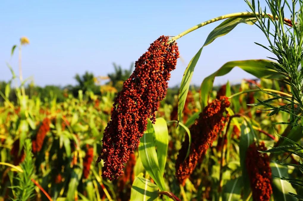 网上买酒都可靠吗,网上买酒容易买到假酒吗