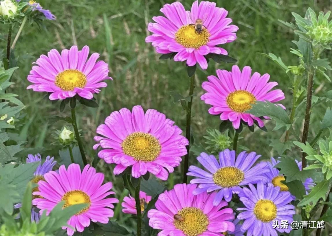 菊花盆栽枯萎后第二年能长新芽吗,刚买回来的菊花花朵枯萎了怎么救