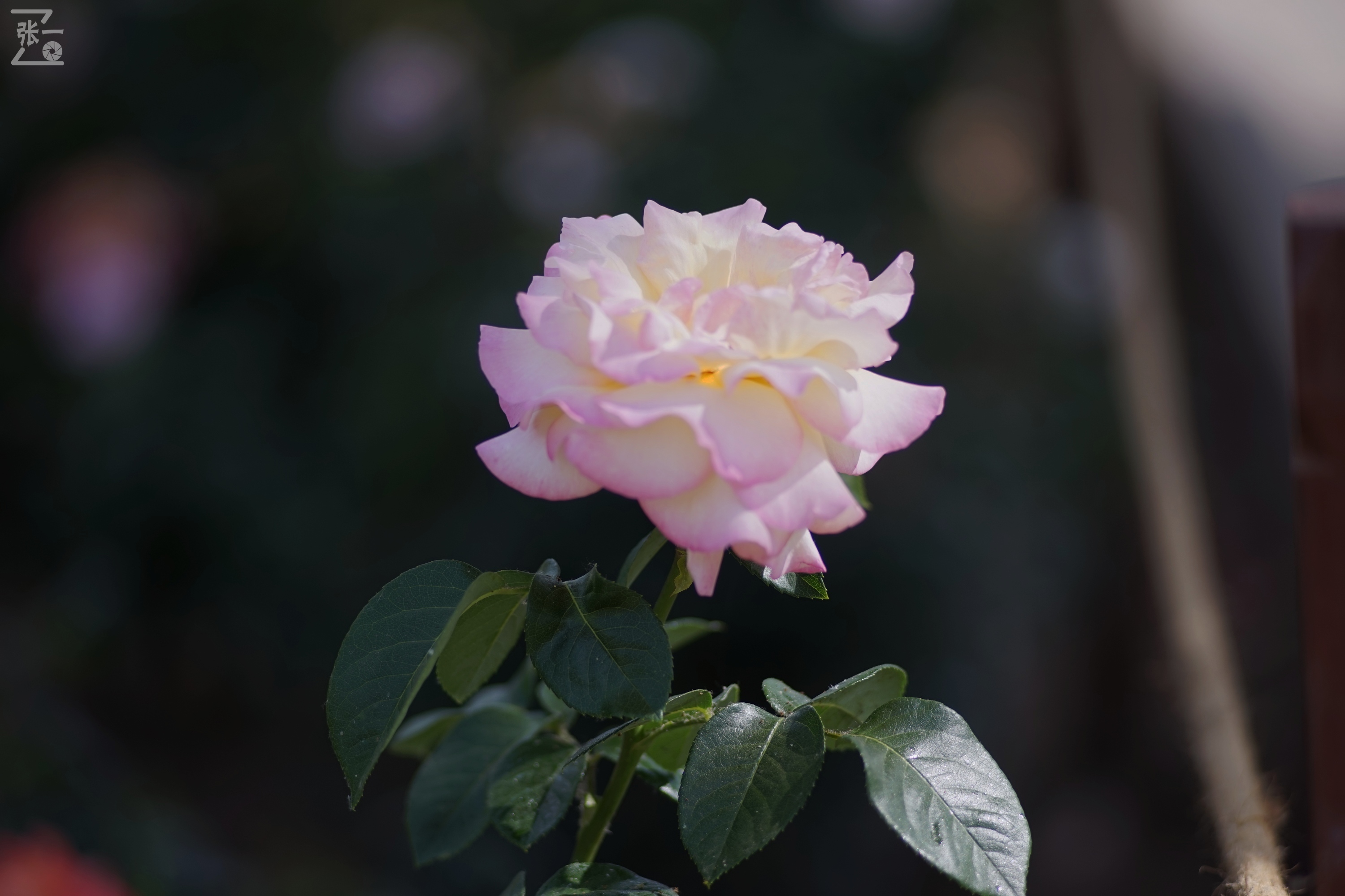 蔡司sonnar50毫米,蔡司sonnar镜头生产年份