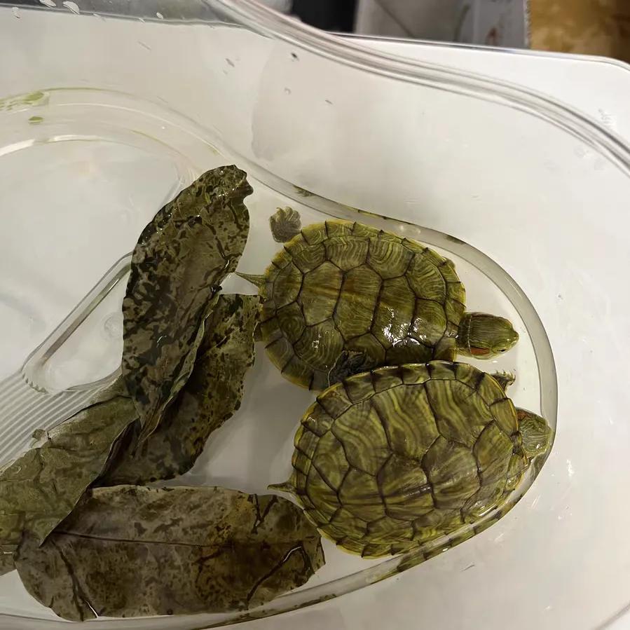 巴西龟密西西比红耳龟,十大智商最高的龟巴西红耳龟