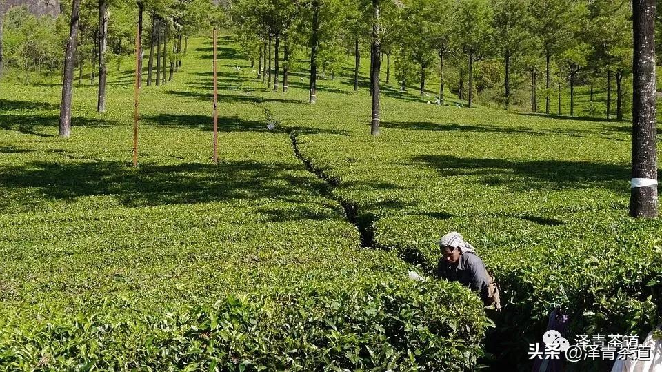 茶树为什么多生“南”而不生“北”？