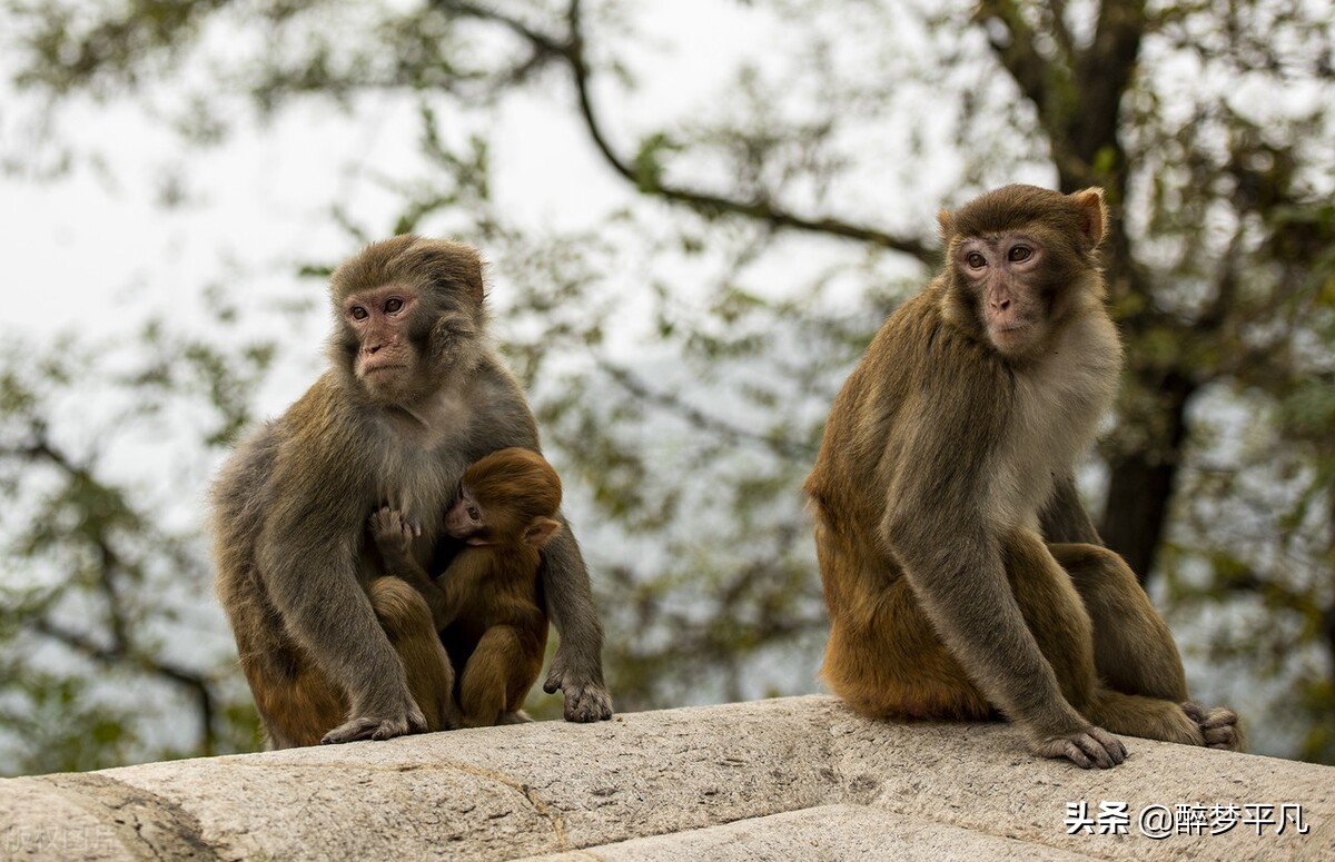 花果山连云港门票连云港人免费吗,连云港花果山风景区5a