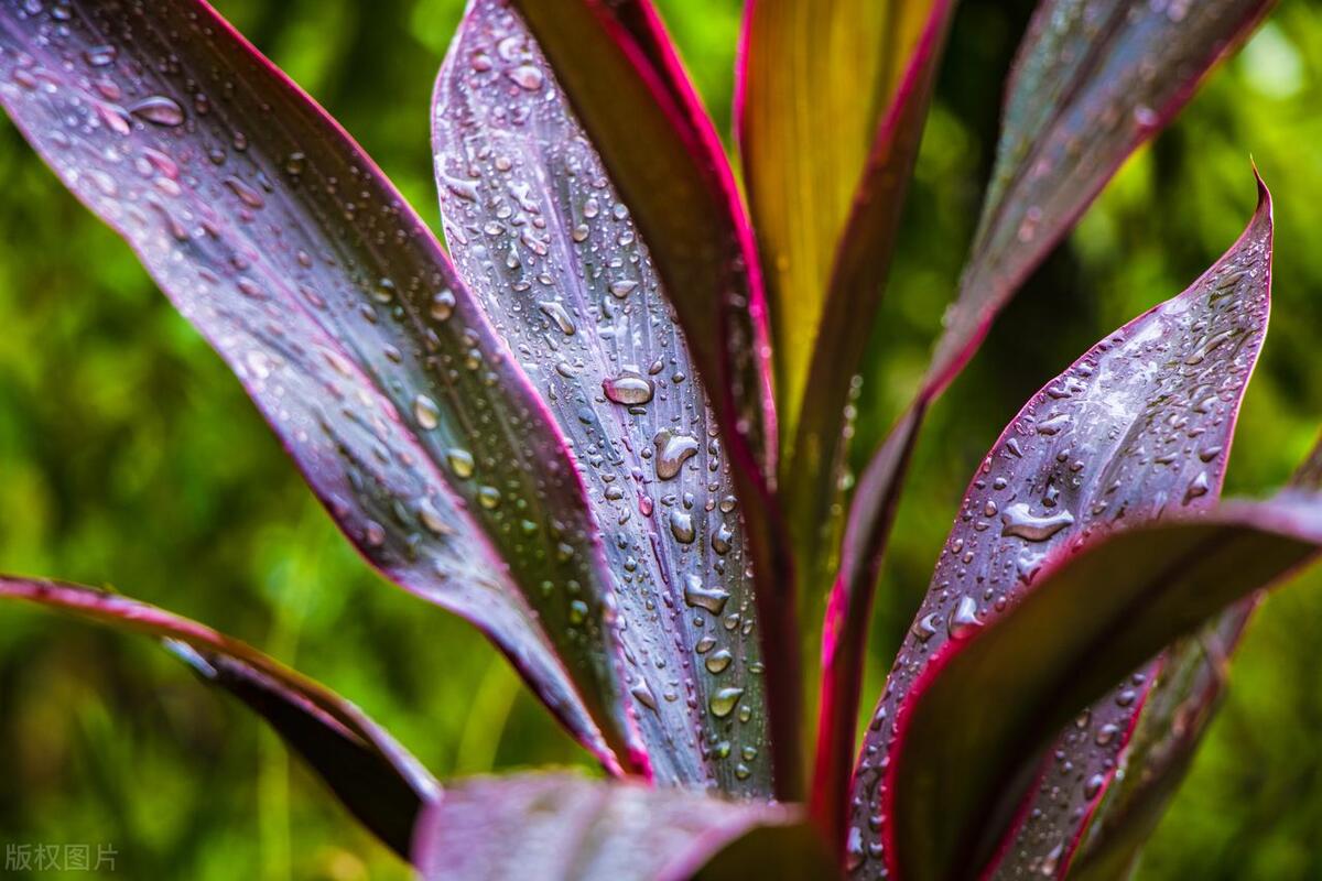 富贵竹容易得什么病虫害,养富贵竹为什么总是长虫