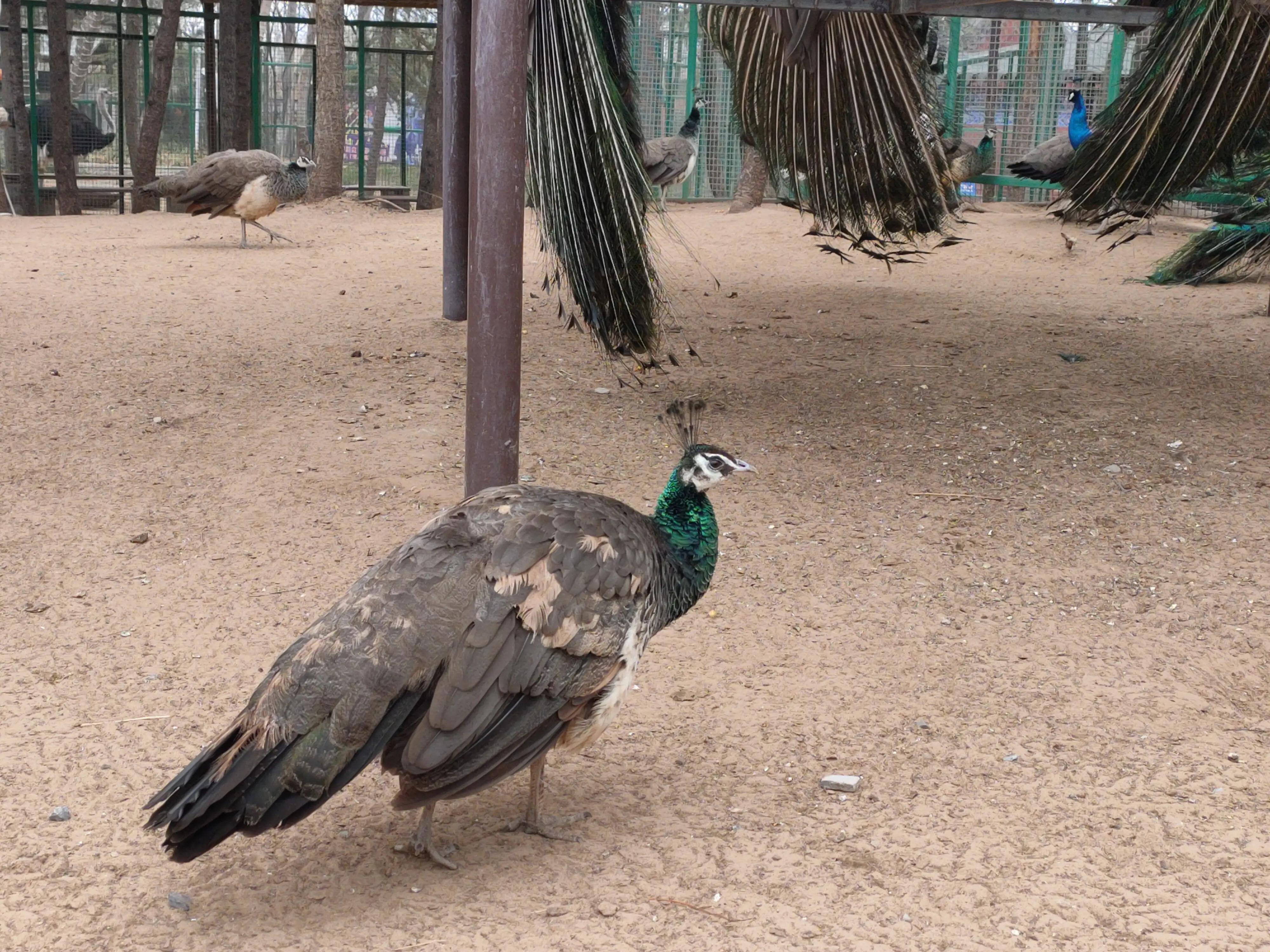 游动物园作文450字,游动物园有感作文