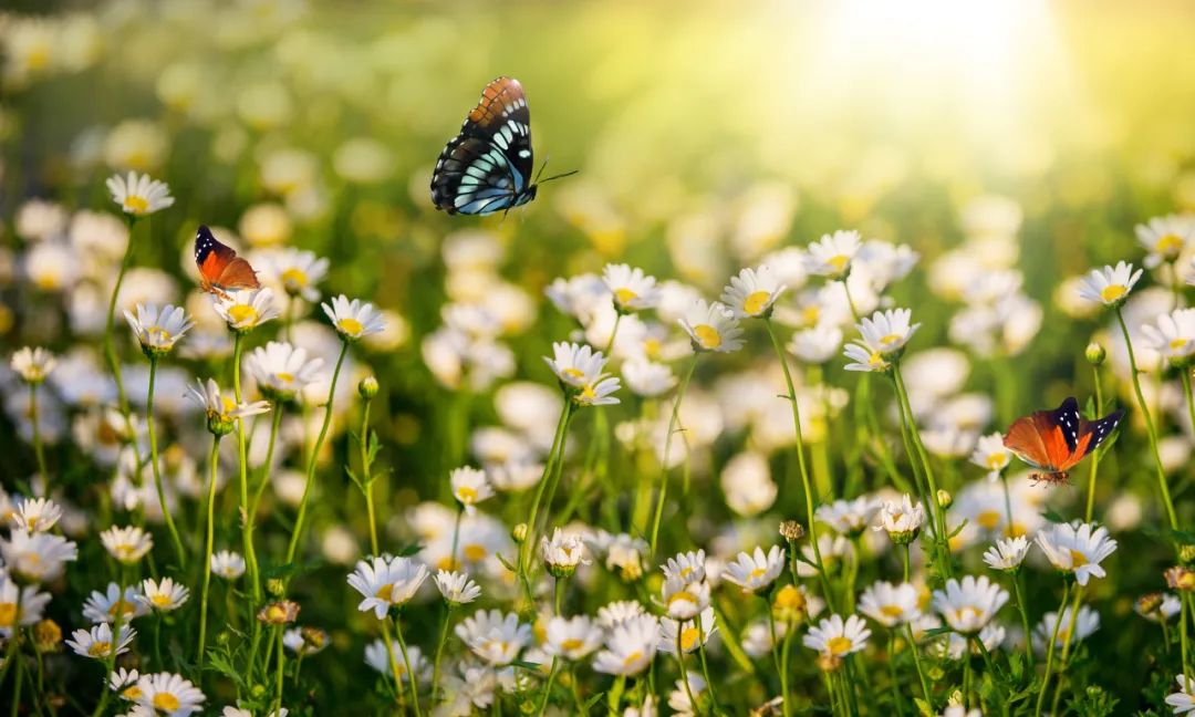 春天的花花草草,春天的花花草草真美丽