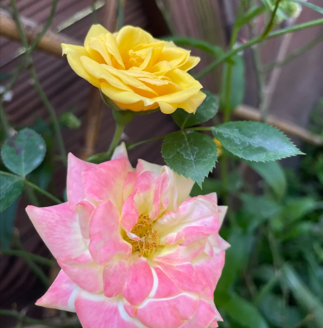 光照不足也能猛开花的藤本月季,抗病好养勤花的藤本月季品种