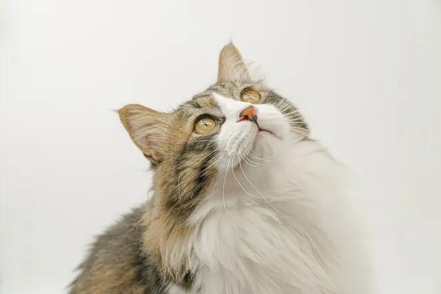 铲屎官快看看图片,铲屎官怎么看猫咪的粑粑是否健康