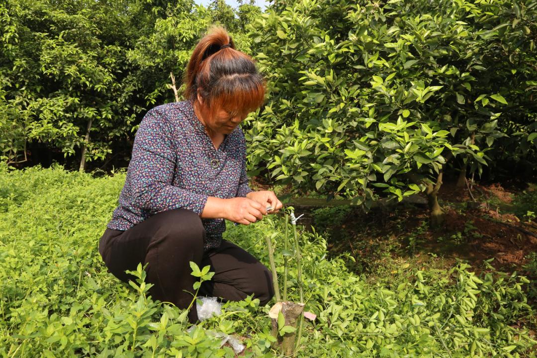 找回老种子,找回遗珠