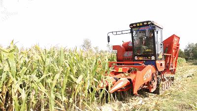 今年农户玉米亩产量,山东德州地区种啥玉米高产