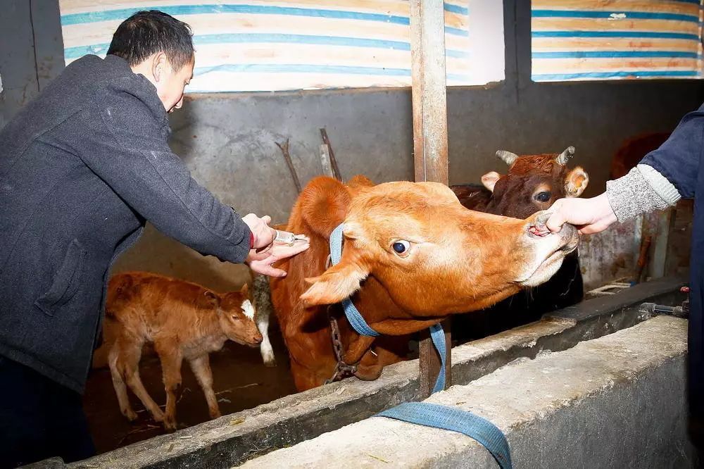 养牛打针的正确方法,给牛打针咋不乱动呢