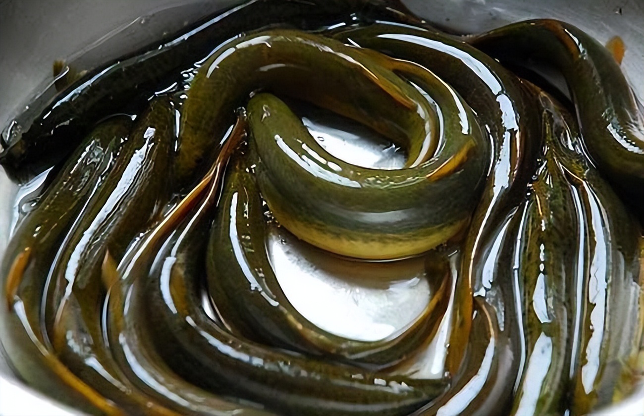 泥鳅养殖病害防治方案,养殖泥鳅易出现的病害