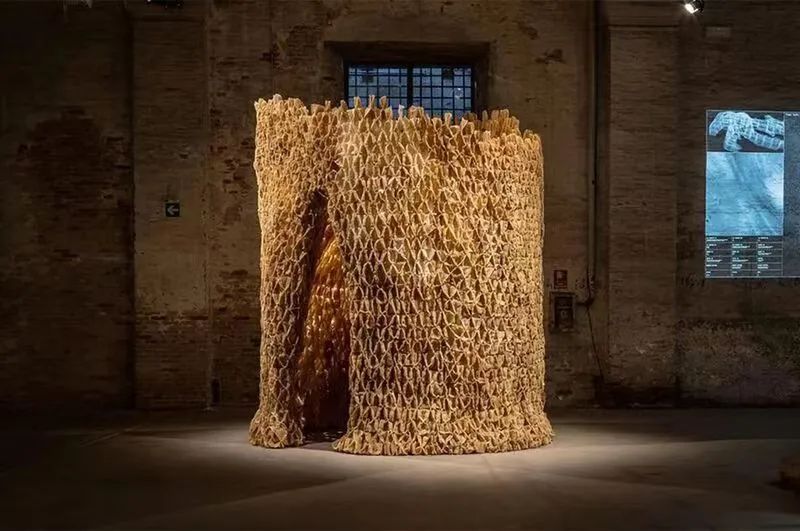 未之头条：重新认识霉菌，它除了变牛排还能盖房子