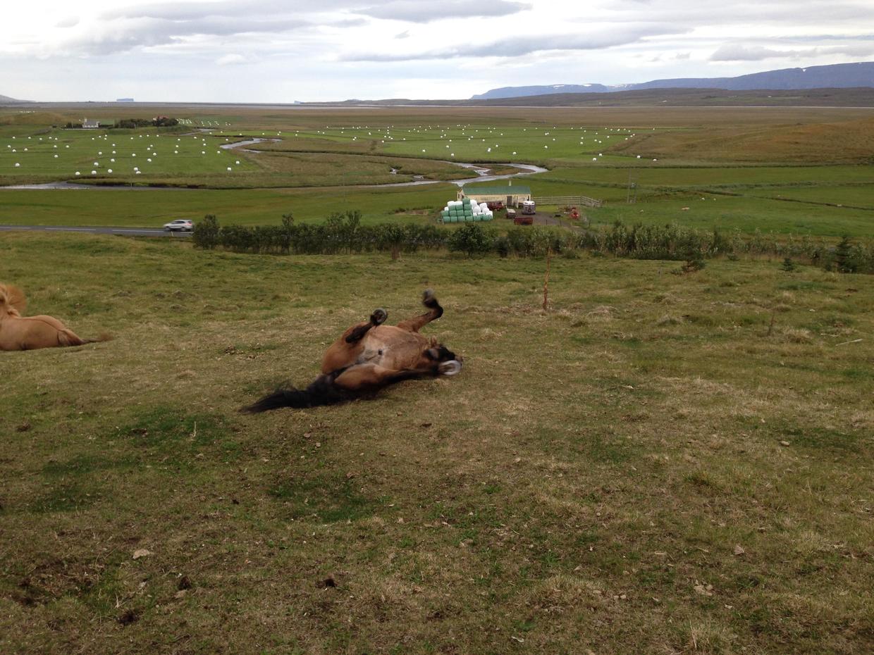 血统最纯正的冰岛马,最纯正的冰岛马