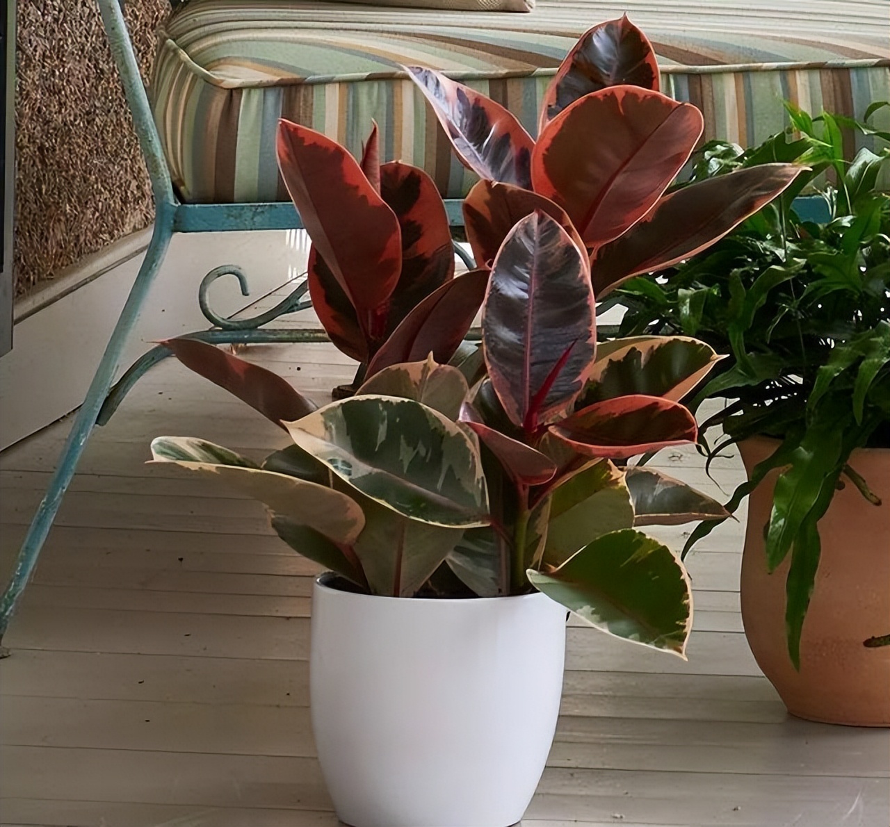 适合养在客厅好养活的绿植,十大最好养的客厅大绿植