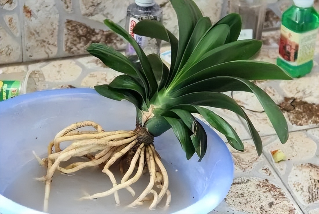 君子兰的叶片长得越来越短,君子兰叶子越来越窄怎么处理