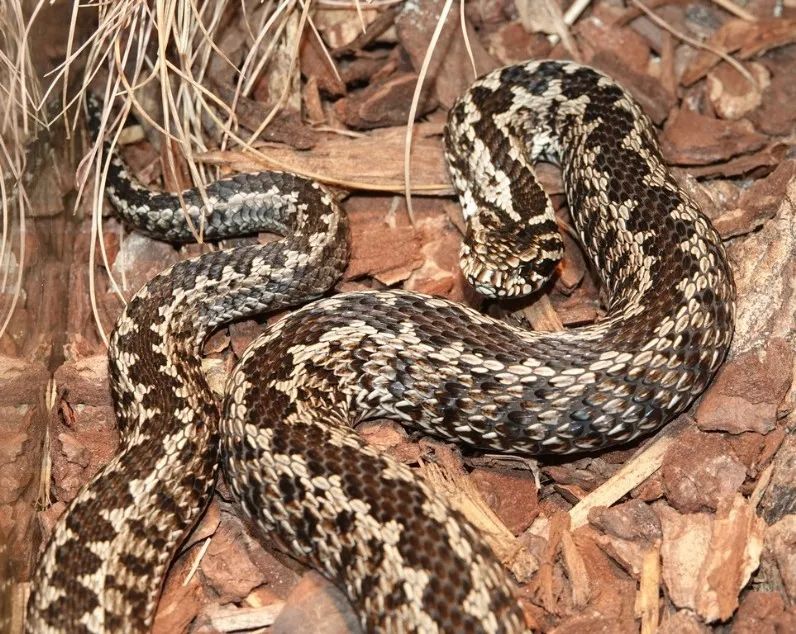 「原来欧洲有这么多种蛇？！」偷师卡塞尔的豢龙大师·下