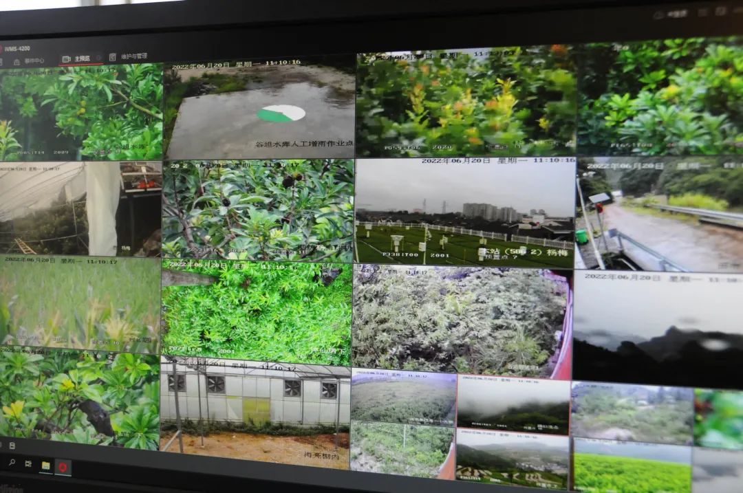 杨梅生活在什么气候中,东魁杨梅生长气候