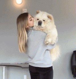 松狮犬有资格养它的人真的不多,松狮犬为什么不建议养