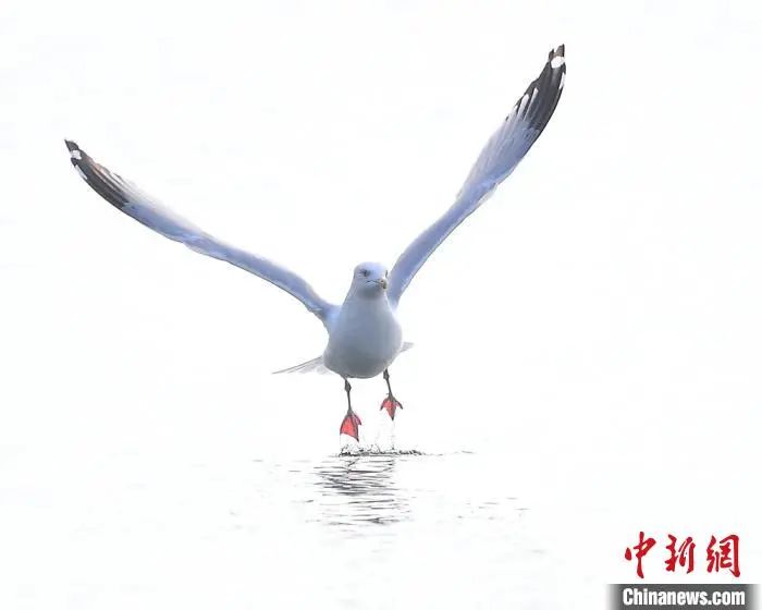 西湖“四大天王”三缺一，锦鲤也逃不出TA的嘴...