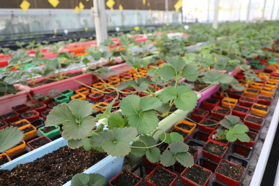 乡村振兴十二师,农旅一体化乡村振兴