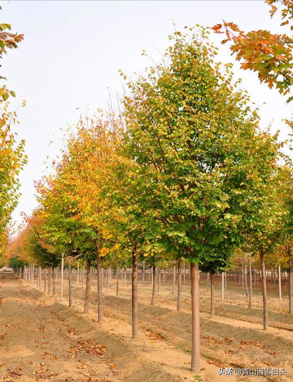 前景好的4个农村创业项目,十大适合目前农村创业的项目