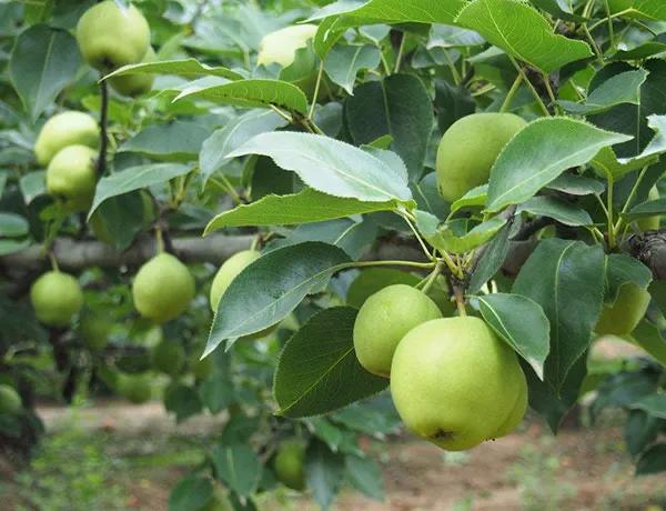 广东早脆梨种植前景,甜脆梨种植技术视频