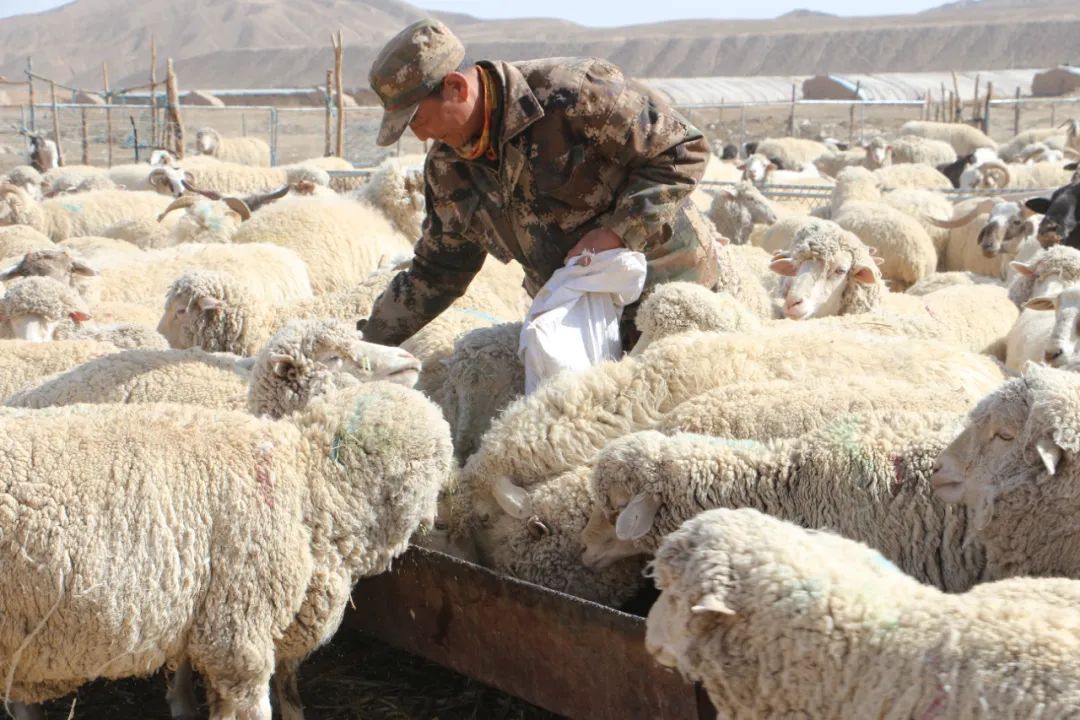 三抓三促行动下一步打算,三抓三促行动实施方案