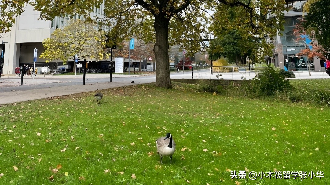 英国top学校有哪些,英国top院校