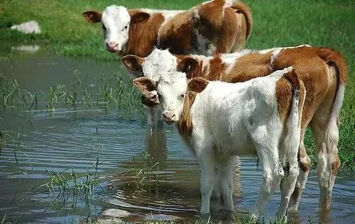 犊牛喘病最新治疗方案,新生犊牛喘一招解决