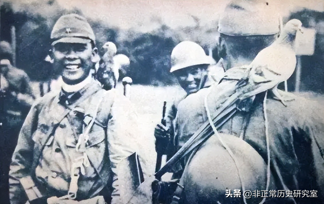 二战军队伙食纪录片,二战德军军犬伙食