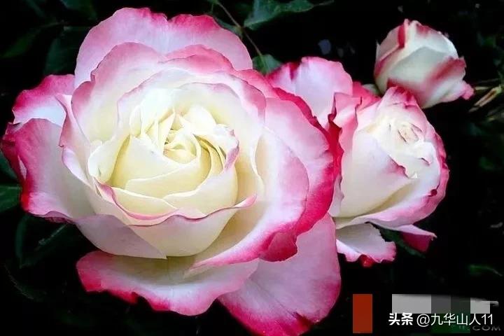 粉色爬藤月季大花浓香品种,大花多层月季花品种大全一览表