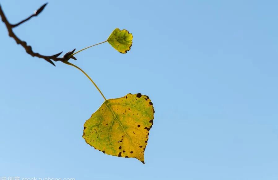 最后一片藤叶鉴赏,最后的常春藤叶