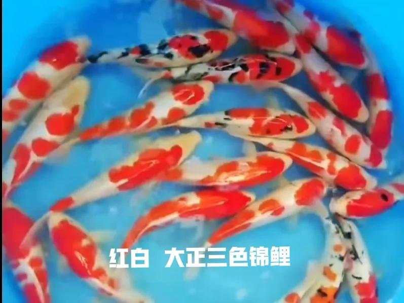 中国锦鲤和日本锦鲤区别,锦鲤为什么具有比较高的观赏价值