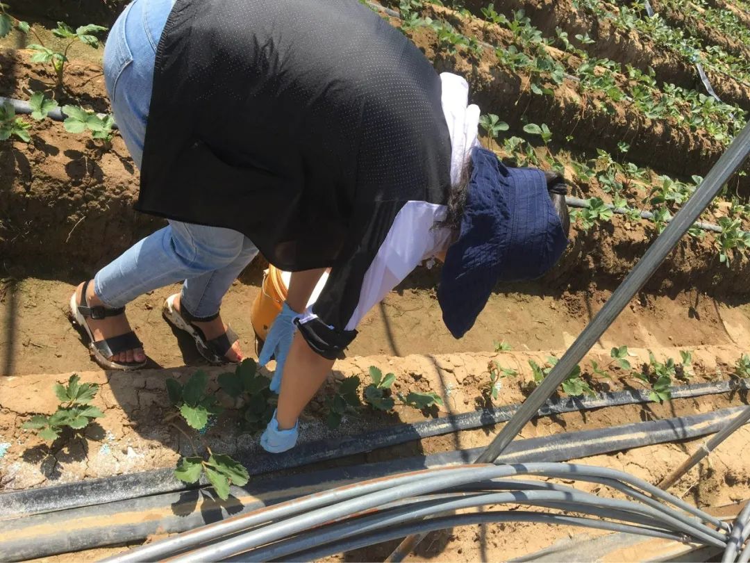 水溶肥好还是控释肥好,水溶肥液体的好还是颗粒的好