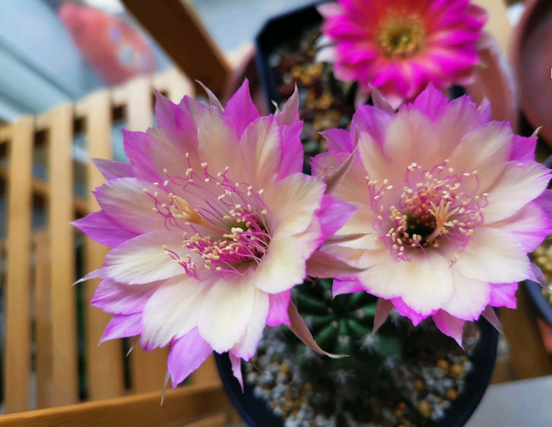 仙人球极光花,仙人球名中的极品