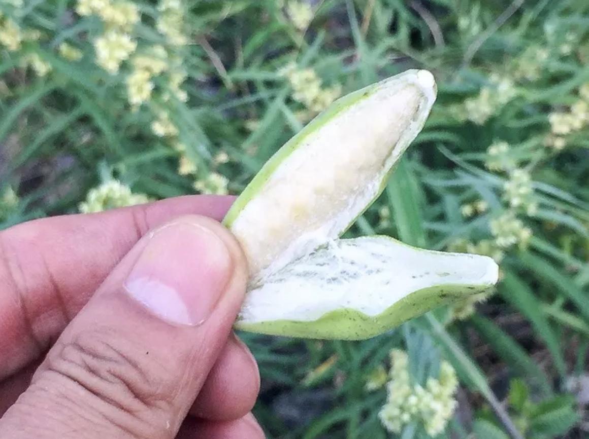 在农村路旁，若是碰到1种“羊奶瓜”，别乱踩踏，价值堪比甜瓜