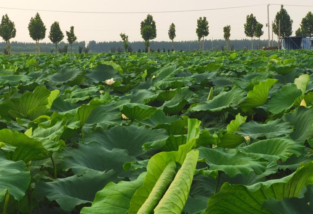 荷你有约环创,荷你有约完整视频