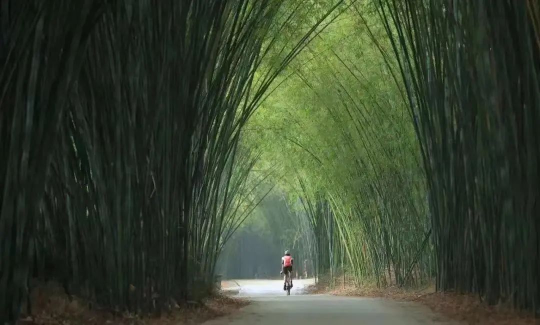 慢行交通管制最新通知,出行注意最新交通管制通告