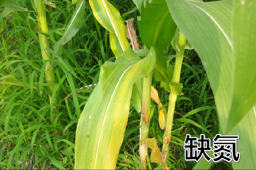 玉米苗施尿素叶子黄怎么办,玉米苗打除草剂叶子发黄怎么补救