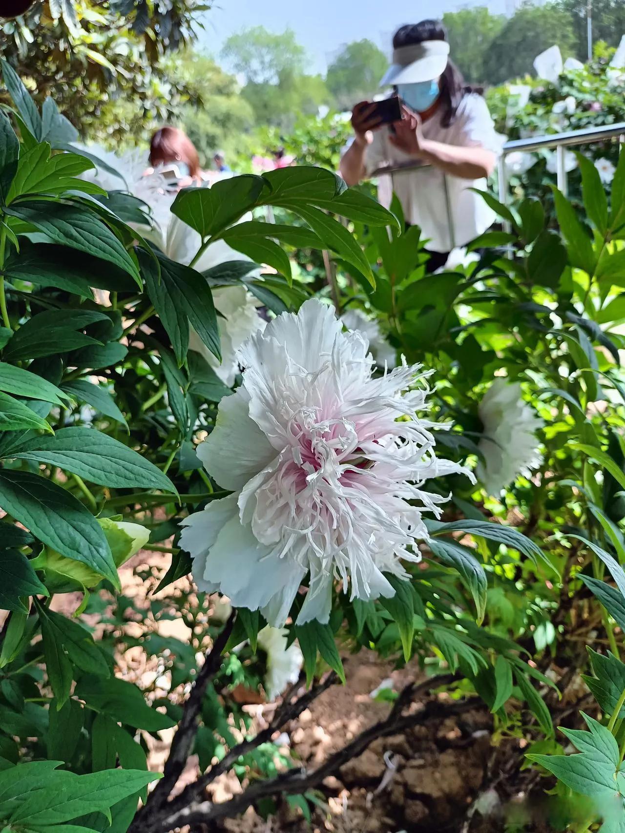 银丝贯顶牡丹只有一棵吗,珍贵牡丹花银丝贯顶